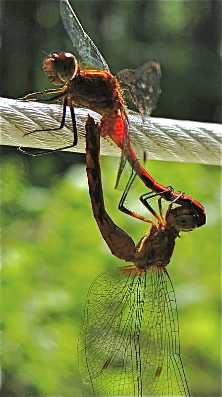 photo safari dragonfliew mating.jpg
